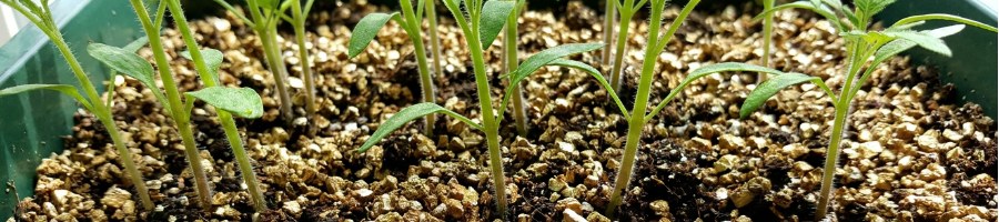 Setzlinge auf Vermiculite