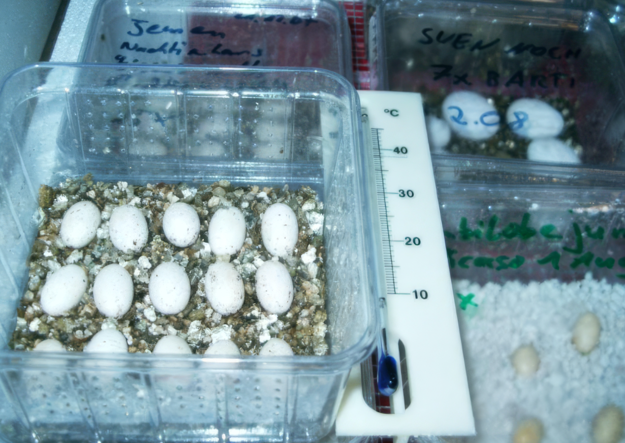 Eierbox mit Vermiculit und Thermometer und anderen Boxen voller Eier