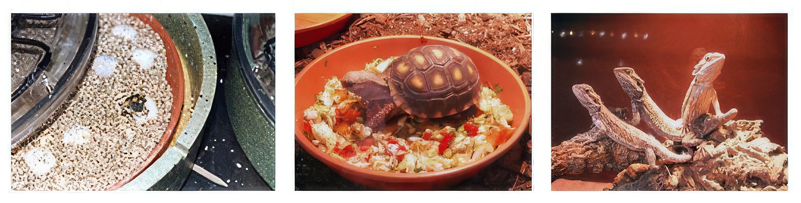 Bruthilfe, Schildkröte und Echsenfoto